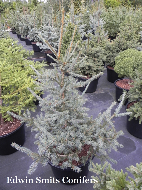 Picea obovata 'Glauca'